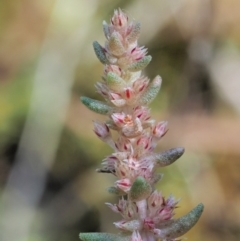 Crassula sieberiana (Austral Stonecrop) at Molonglo Gorge - 14 Nov 2017 by KenT