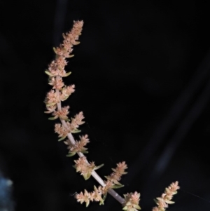 Crassula sieberiana at The Ridgeway, NSW - 15 Nov 2017