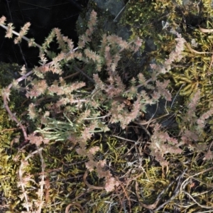 Crassula sieberiana at The Ridgeway, NSW - 15 Nov 2017