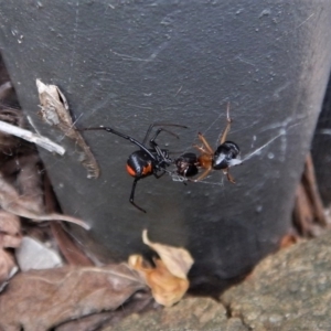 Latrodectus hasselti at Cook, ACT - 24 Nov 2017 07:56 AM