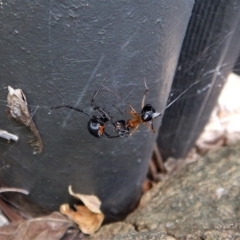 Latrodectus hasselti at Cook, ACT - 24 Nov 2017 07:56 AM