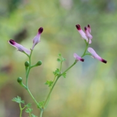 Fumaria muralis subsp. muralis (Wall Fumitory) at Molonglo Gorge - 14 Nov 2017 by KenT