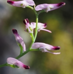 Fumaria muralis subsp. muralis at The Ridgeway, NSW - 15 Nov 2017