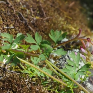 Fumaria muralis subsp. muralis at The Ridgeway, NSW - 15 Nov 2017