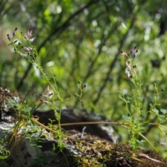 Fumaria muralis subsp. muralis at The Ridgeway, NSW - 15 Nov 2017