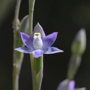 Thelymitra peniculata at Illilanga & Baroona - 1 Nov 2009