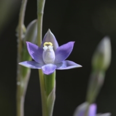 Thelymitra peniculata (Blue Star Sun-orchid) at Michelago, NSW - 1 Nov 2009 by Illilanga