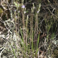 Thelymitra peniculata at Illilanga & Baroona - 1 Nov 2009