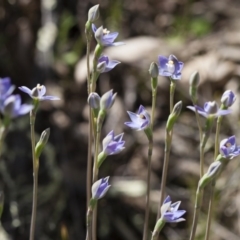 Thelymitra peniculata at Illilanga & Baroona - 1 Nov 2009