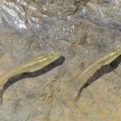 Gambusia holbrooki (Gambusia, Plague minnow, Mosquito fish) at The Ridgeway, NSW - 14 Nov 2017 by KenT