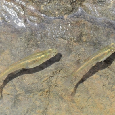Gambusia holbrooki (Gambusia, Plague minnow, Mosquito fish) at Molonglo Gorge - 14 Nov 2017 by KenT