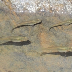 Gambusia holbrooki at The Ridgeway, NSW - 15 Nov 2017