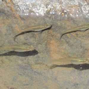 Gambusia holbrooki at The Ridgeway, NSW - 15 Nov 2017