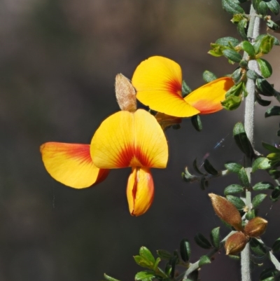 Pultenaea microphylla (Egg and Bacon Pea) at Molonglo Gorge - 14 Nov 2017 by KenT