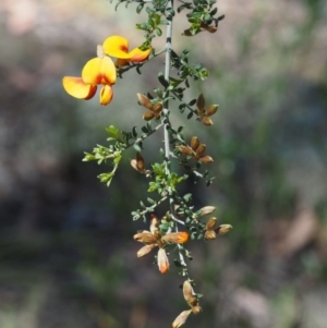 Pultenaea microphylla at The Ridgeway, NSW - 15 Nov 2017