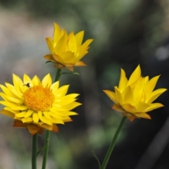 Xerochrysum viscosum (Sticky Everlasting) at The Ridgeway, NSW - 15 Nov 2017 by KenT