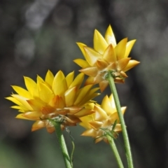 Xerochrysum viscosum at The Ridgeway, NSW - 15 Nov 2017