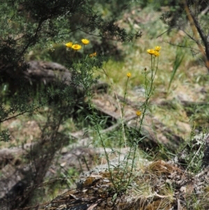 Xerochrysum viscosum at The Ridgeway, NSW - 15 Nov 2017