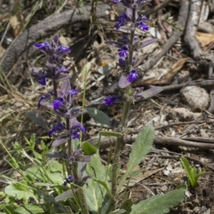 Ajuga australis at Michelago, NSW - 24 Nov 2017 11:57 AM