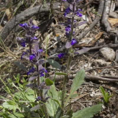 Ajuga australis (Austral Bugle) at Michelago, NSW - 24 Nov 2017 by Illilanga