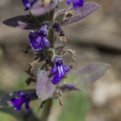 Ajuga australis at Michelago, NSW - 24 Nov 2017 11:57 AM