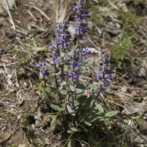 Ajuga australis at Michelago, NSW - 24 Nov 2017 11:57 AM