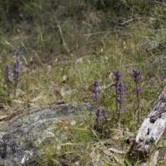 Ajuga australis at Michelago, NSW - 24 Nov 2017