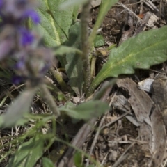 Ajuga australis at Michelago, NSW - 24 Nov 2017 11:57 AM