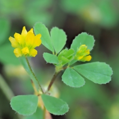 Trifolium dubium (Yellow Suckling Clover) at Molonglo Gorge - 14 Nov 2017 by KenT