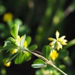 Trifolium dubium at The Ridgeway, NSW - 15 Nov 2017