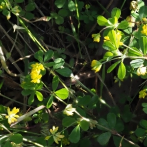 Trifolium dubium at The Ridgeway, NSW - 15 Nov 2017