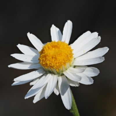 Rhodanthe anthemoides (Chamomile Sunray) at Molonglo Gorge - 14 Nov 2017 by KenT