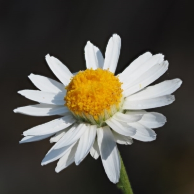 Rhodanthe anthemoides (Chamomile Sunray) at The Ridgeway, NSW - 14 Nov 2017 by KenT