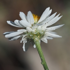 Rhodanthe anthemoides at The Ridgeway, NSW - 15 Nov 2017 09:04 AM