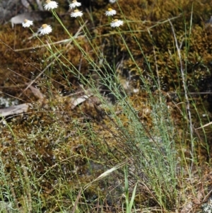 Rhodanthe anthemoides at The Ridgeway, NSW - 15 Nov 2017 09:04 AM