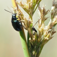 Altica sp. (genus) (Flea beetle) at Gibraltar Pines - 21 Nov 2017 by KenT