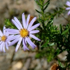 Olearia tenuifolia (Narrow-leaved Daisybush) at Farrer, ACT - 21 Nov 2017 by julielindner