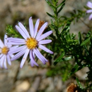 Olearia tenuifolia at Farrer, ACT - 21 Nov 2017 11:22 AM