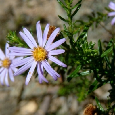 Olearia tenuifolia (Narrow-leaved Daisybush) at Farrer Ridge - 21 Nov 2017 by julielindner