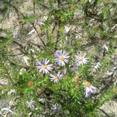 Olearia tenuifolia at Farrer, ACT - 21 Nov 2017