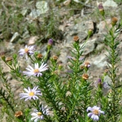 Olearia tenuifolia at Farrer, ACT - 21 Nov 2017