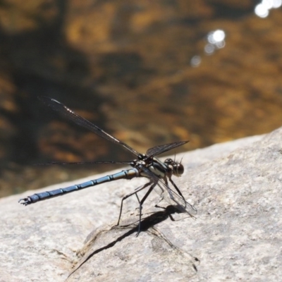 Diphlebia lestoides (Whitewater Rockmaster) at Paddys River, ACT - 22 Nov 2017 by KenT