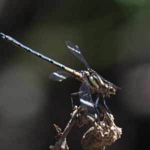 Diphlebia lestoides at Paddys River, ACT - 22 Nov 2017