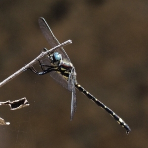 Eusynthemis brevistyla at Paddys River, ACT - 22 Nov 2017 10:08 AM