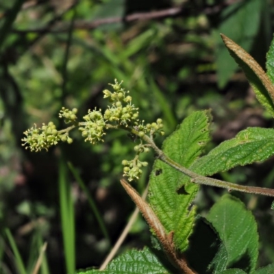 Pomaderris aspera (Hazel Pomaderris) at Paddys River, ACT - 22 Nov 2017 by KenT