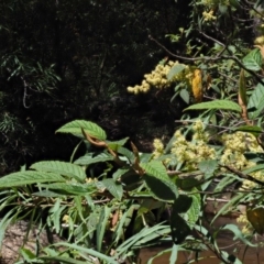 Pomaderris aspera at Paddys River, ACT - 22 Nov 2017