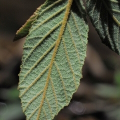 Pomaderris aspera at Paddys River, ACT - 22 Nov 2017