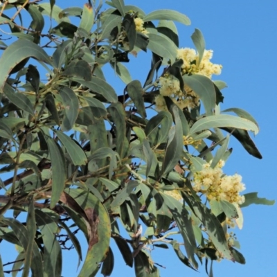 Acacia falciformis (Broad-leaved Hickory) at Gibraltar Pines - 21 Nov 2017 by KenT