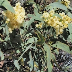 Acacia falciformis at Paddys River, ACT - 22 Nov 2017