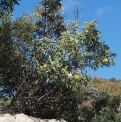 Acacia falciformis at Paddys River, ACT - 22 Nov 2017